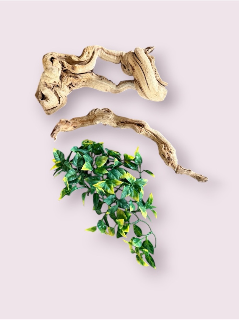 Reptile Terrarium Set - Thrive Hanging Terrarium Plant & Sandblasted Grapevine